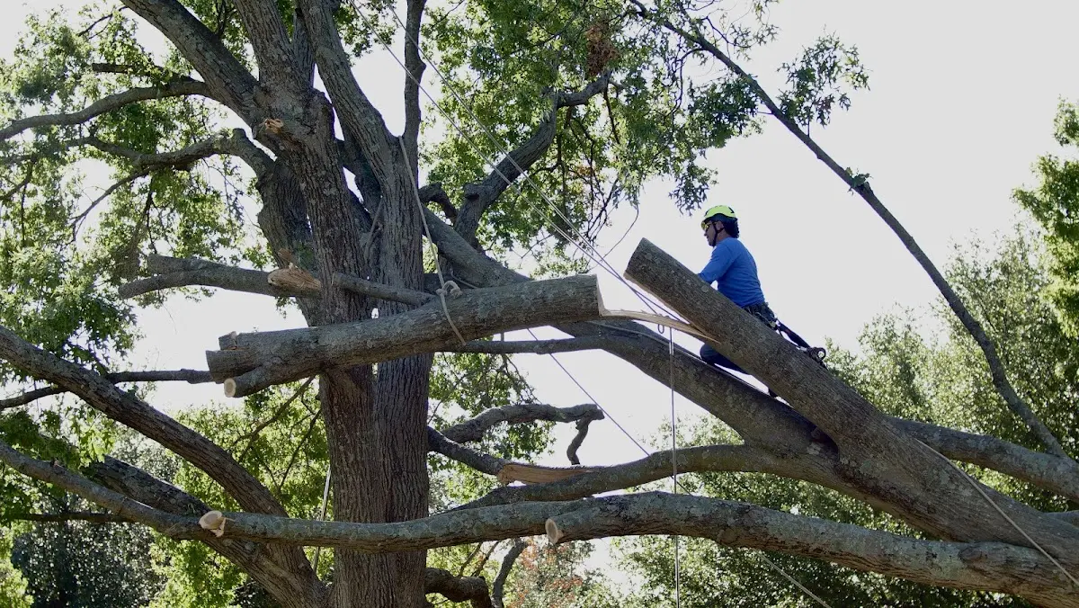 Professional Crown Thinning performed by certified arborists in Hazelton